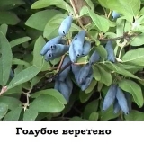 Orlovi nokti plavo vreteno